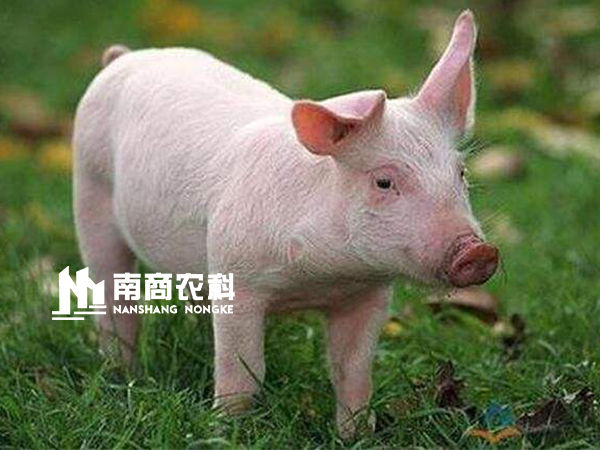 現代規模化豬場設計與管理，場長必修課！